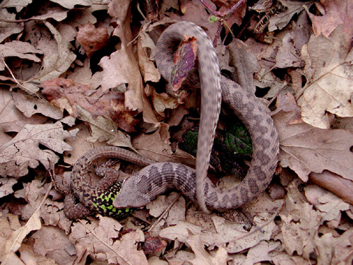 Vipera aspis che preda lucertola campestre